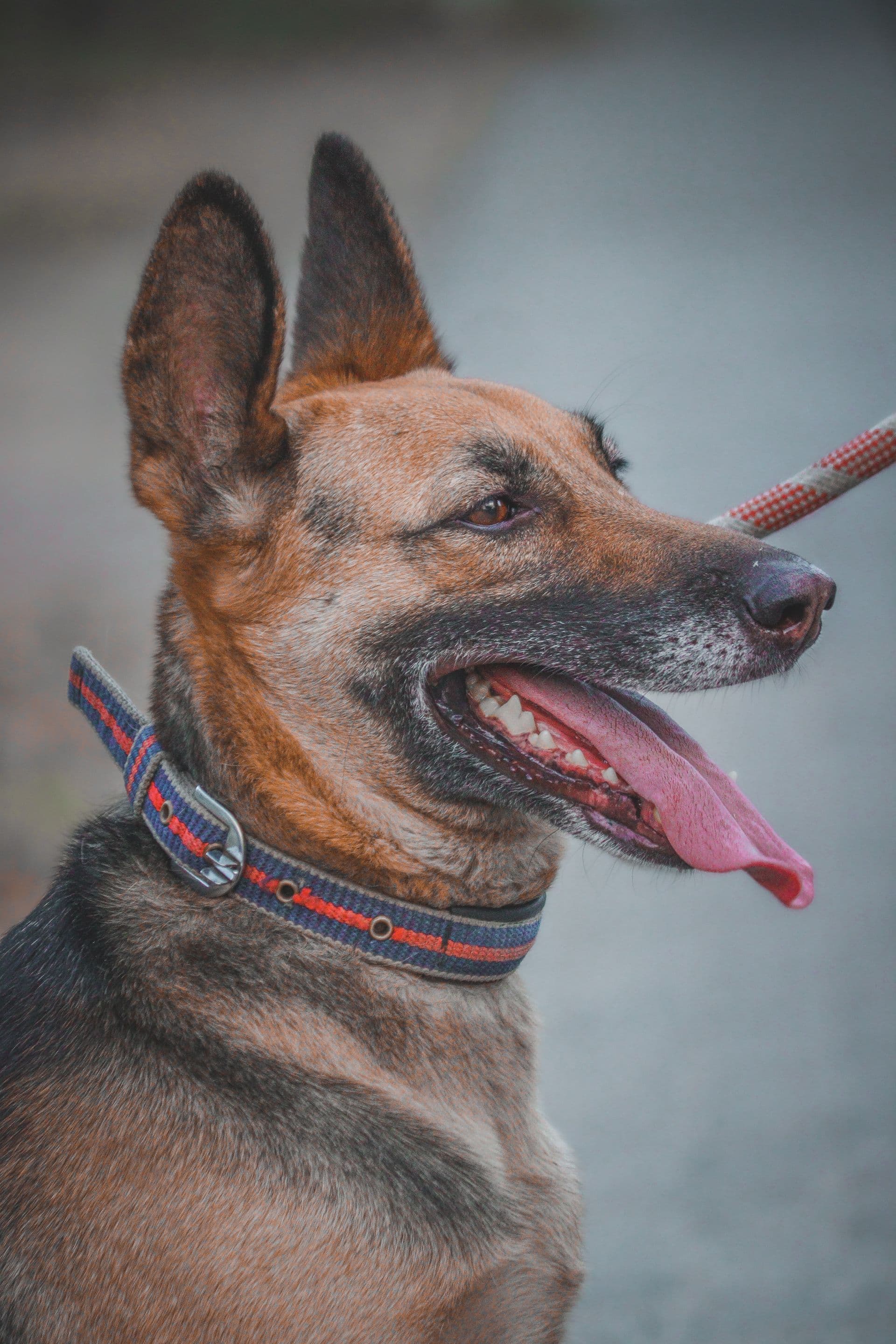 Alert shepherd dog on a lead